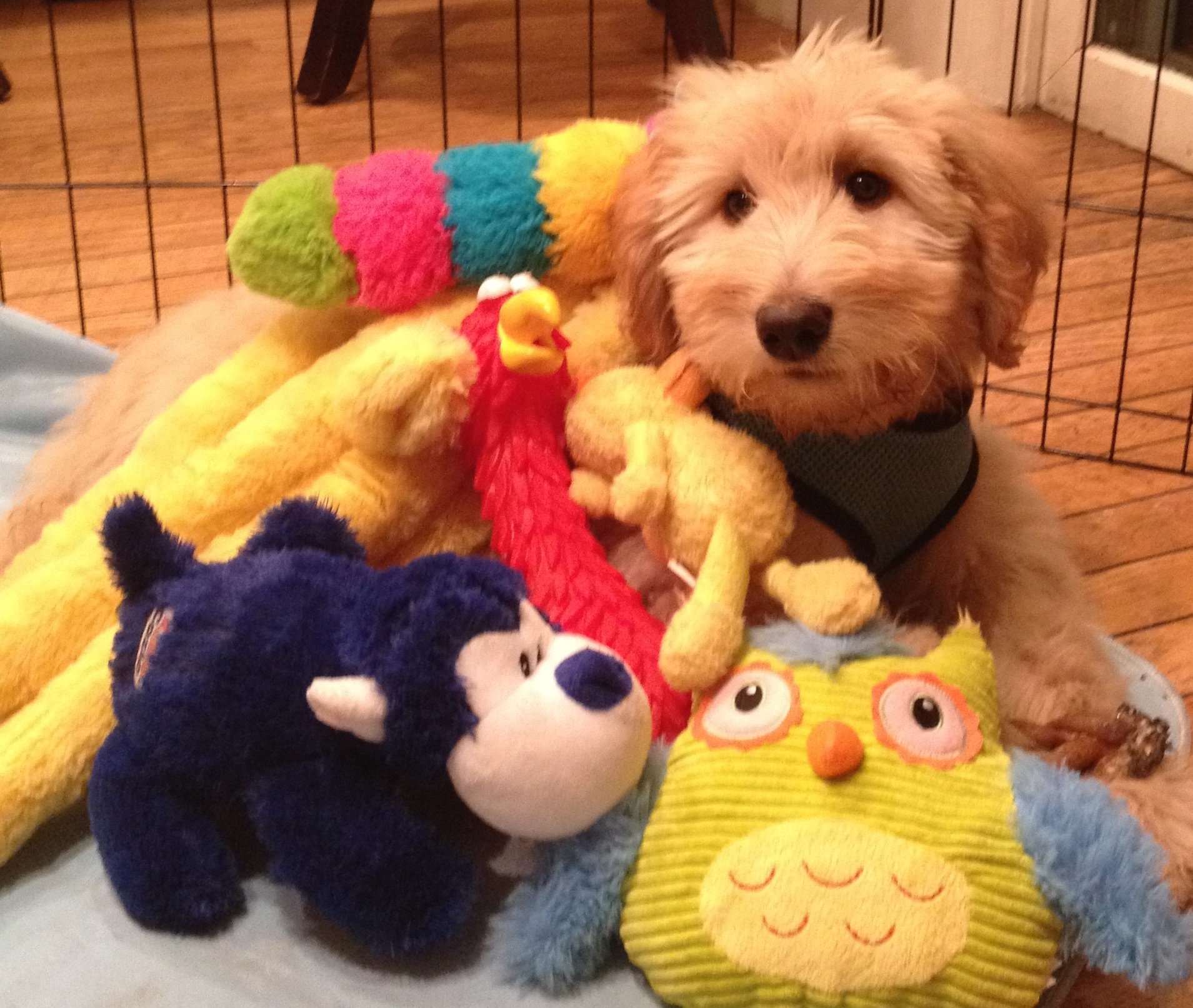 A puppy dog covered in stuffed animal-the puppy dog close in the sales process
